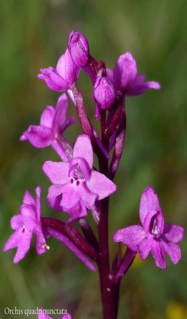 O.pauciflora, O.provincialis, O.quadripunctata, O.xcolemanii, 4 belle Orchis.